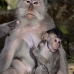monkey_macaque_balinese_mf_ubud_v_0241_bal0242.jpg